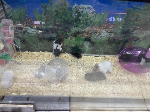 Yavru ve yetişkin hamster