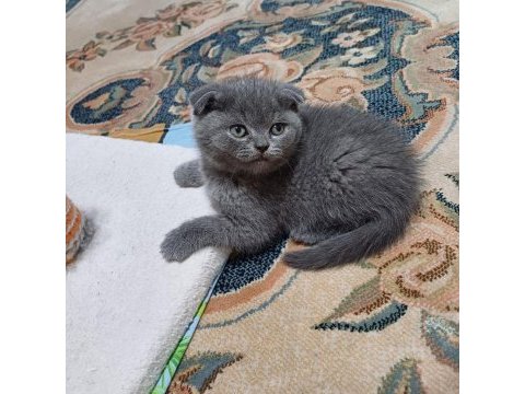 Minnoş scottish fold kedim