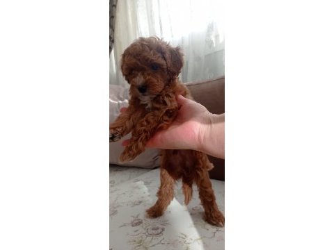 Toy poodle yavru köpekler