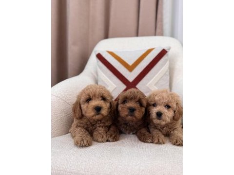 Minik maltipoo köpeklerim