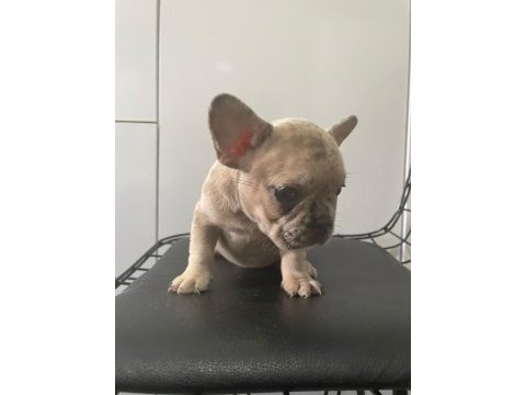 Dişi ve erkek her renkte mevcut french bulldog yavrularım