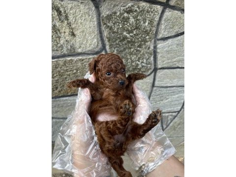 Core toy poodle köpeği