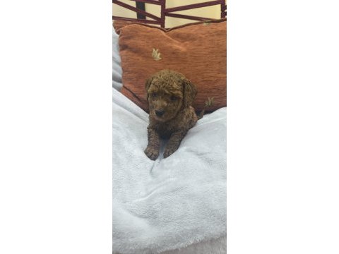 Bebek köpeklerim siz yeni ailesiyle tanışmaya hazır