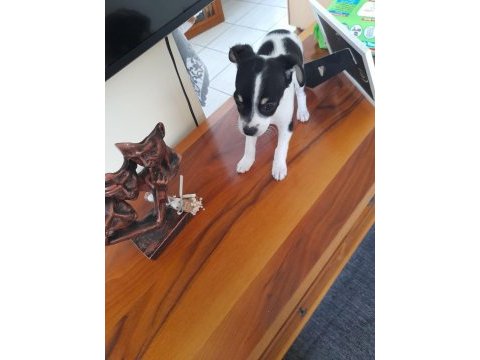 Orijinal ırk chihuahua