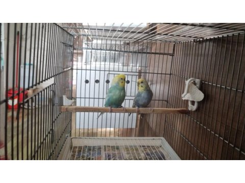 Rainbow ve şov muhabbet kuşlar