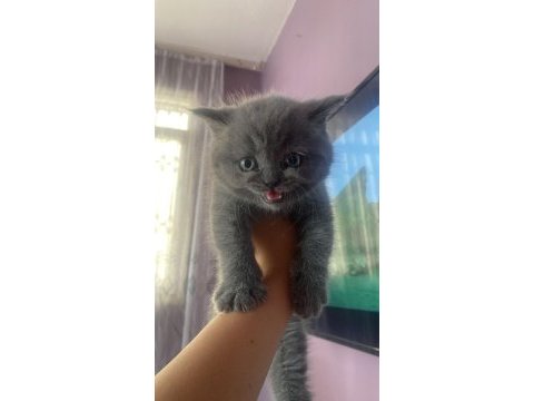 British shorthair