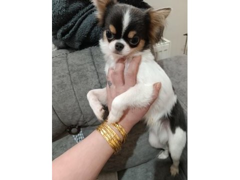 Erkek yavru chihuahua