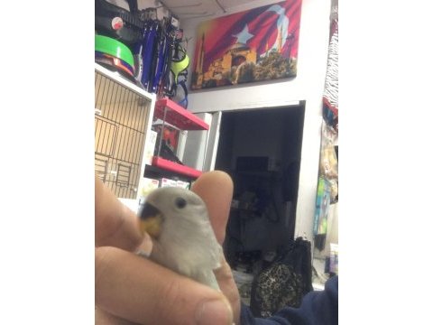 Bebek ısırma huyu olmayan sevda papağanlarımız geldi