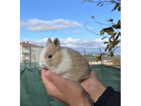 Mükemmel kalite cüce tavşan