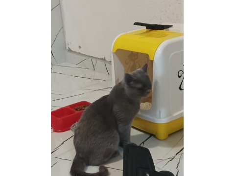 Acil sahiplendirilecek 10 aylık british shorthair