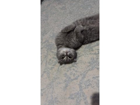 Ücretsiz sahiplendirme scottish fold kedisi