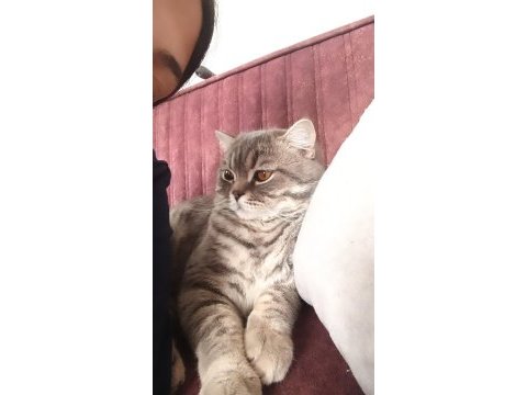 British shorthair kedisi