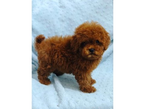Daha güzel poodle varsa karşımıza çıksın