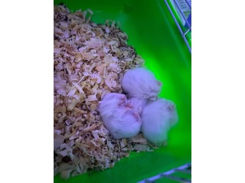 Yavru hamsterlar