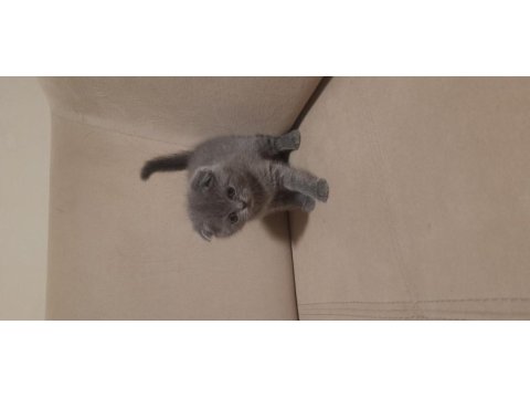 Scottish fold dişi kedimiz