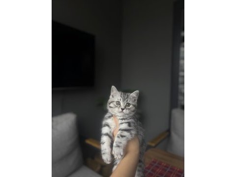 British shorthair sılver yavrularım 
