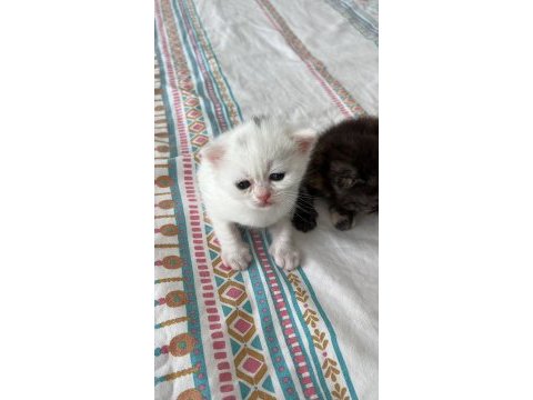 Ücretsiz sahiplendirme kedimiz