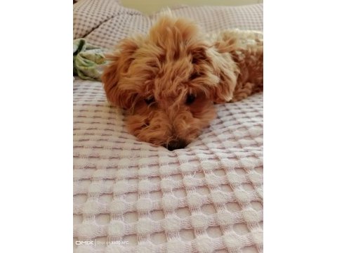 Kıvır kıvır toy poodle uygun