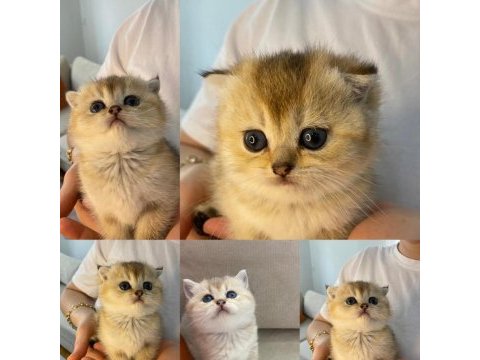 Safkan ev üretimi sereceli golden scottish fold