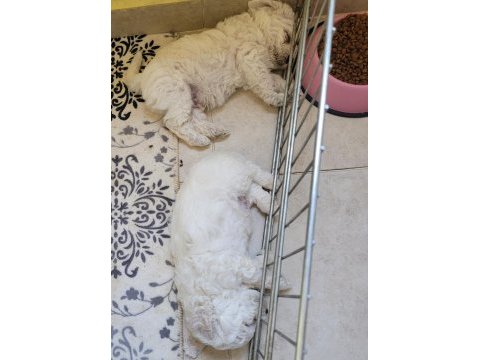 0 numara maltese terrier bebekler