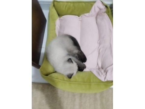 Scottish fold kedimiz duman yeni sahiplerini arıyor