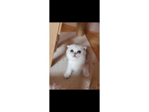 Muhteşem scottish fold yavrular