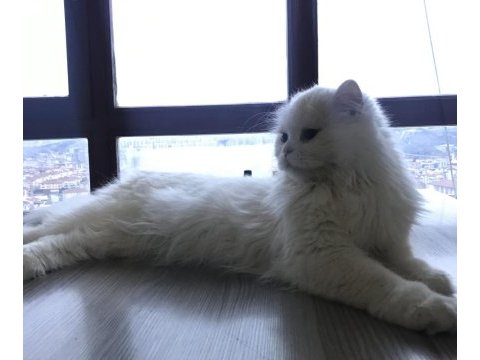 British longhair güzeller güzeli kızımız