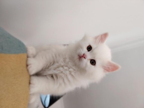 Pamuk gibi british longhair