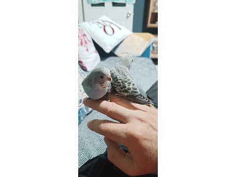 Yeni yeme düşmüş muhabbet kuşu yavrular ve yetişkinler