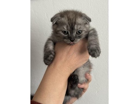 Yavru scottish fold kedimiz acil