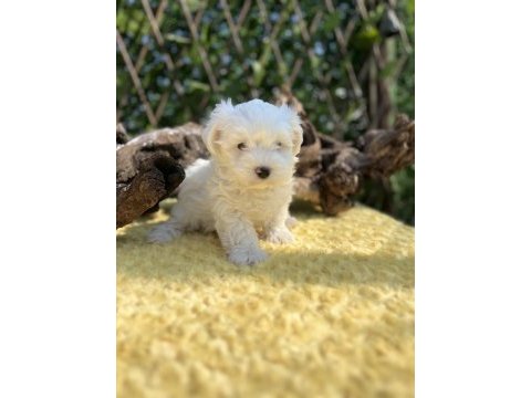 Kar beyaz harika güzellikte maltese terrier yavrular