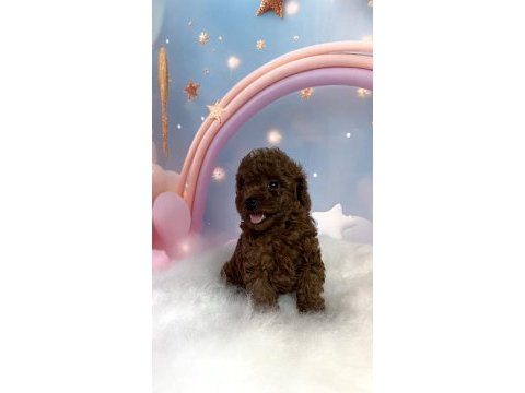 Red brown toy poodle yavrular