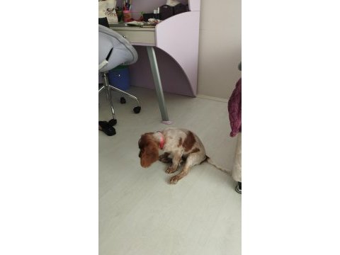 3 aylık cocker