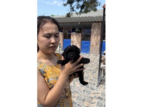 Siyah toypoodle zeytin gözlü şirin yavrular 