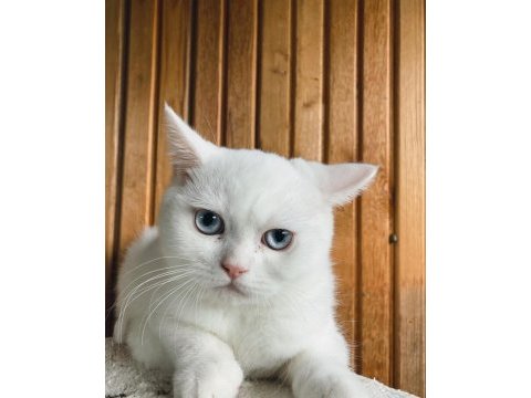 Anne altından safkan sağlıklı british shorthair