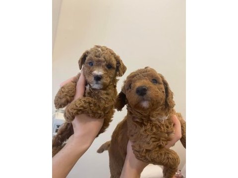 A kalite poodle yavrular