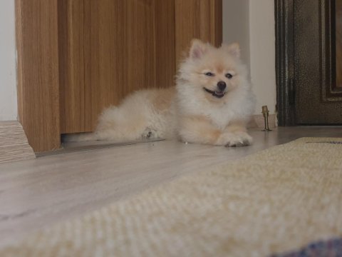 5 aylik secereli egitimli pomeranian boo