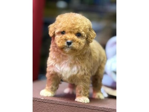 Maltipoo dişi erkek