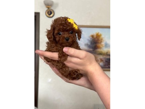 Kuyruksuz kore poodle red brown bebekler