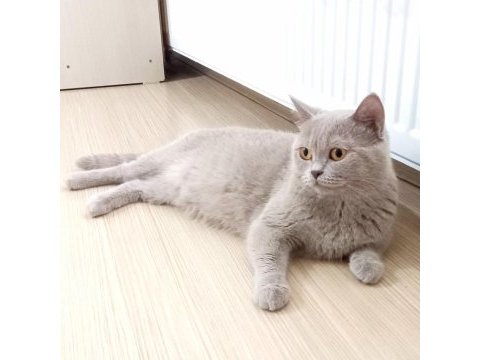 4 yaşında british shorthair dişi kısır kediler