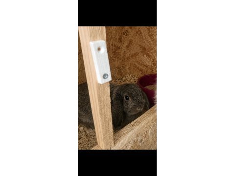 Aguti mini lop erkek tavşan