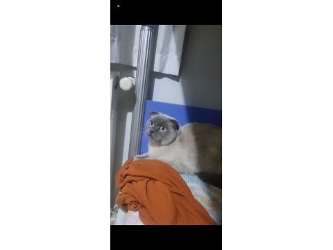 Kedimiz duman yeni sahibini bekliyor