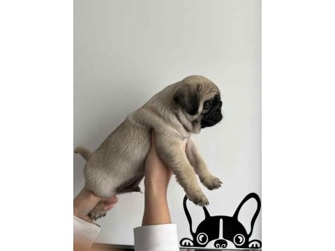 Gül kuyruk hamburger surat pug mops
