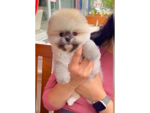 Sağlık ve ırk garantili pomeranian