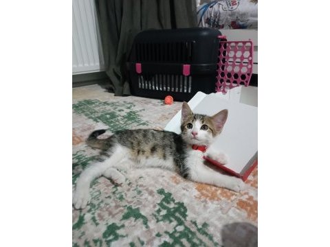 Minik kedimiz yuvasını arıyor