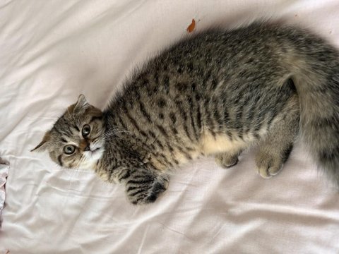 Minik scottish fold kardeşler