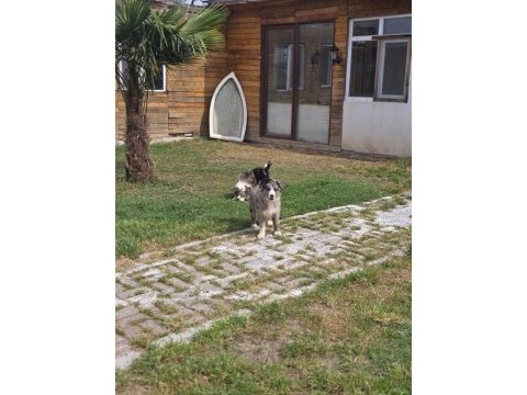 Çiftliğimizden safkan border collie yavrular