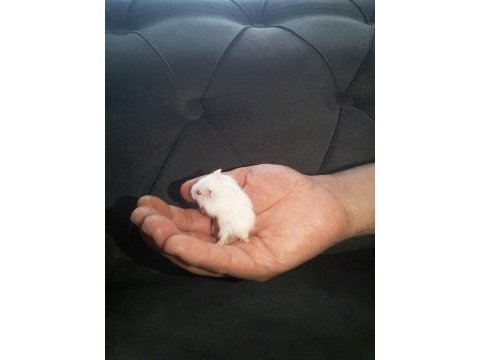Hamster gonzales ve suriye yavru ve anaç altı
