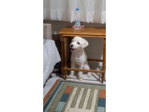 Maltipoo 9 aylık