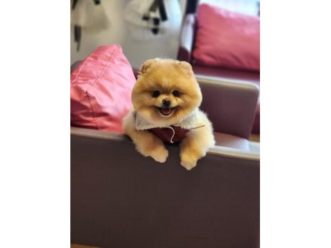 Efsane yetişkin erkek 16 aylık pomeranian